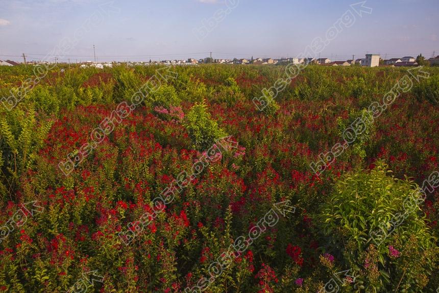 新品紫薇打造美丽乡村 (2).jpg