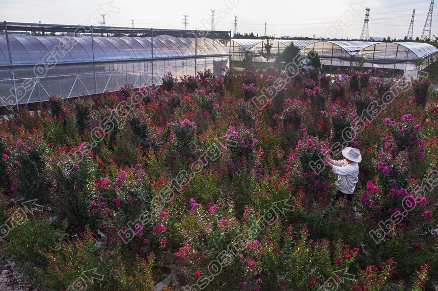 新品紫薇打造美丽乡村 (1).jpg