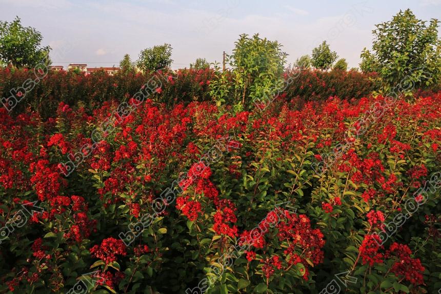 新品紫薇打造美丽乡村 (4).jpg