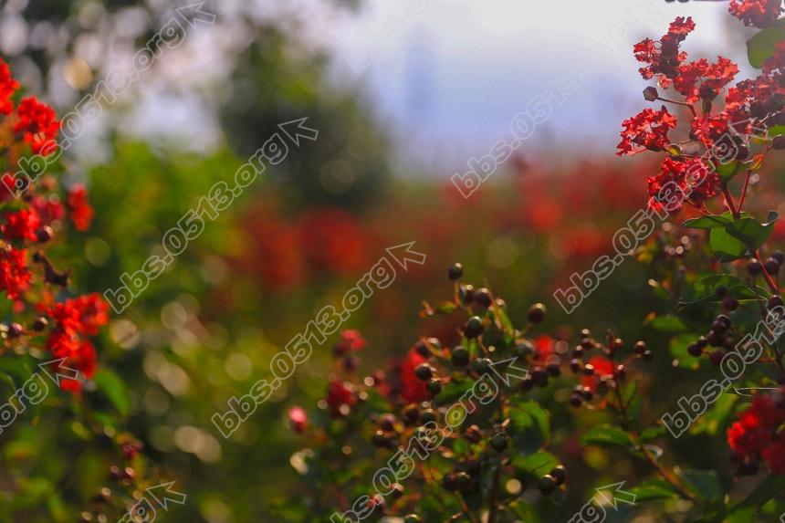 新品紫薇打造美丽乡村 (3).jpg