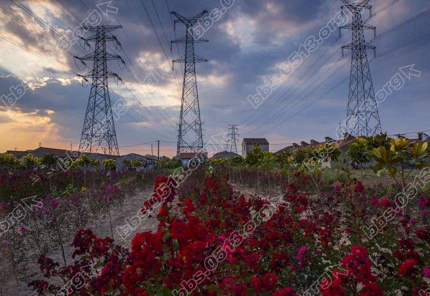 新品紫薇打造美丽乡村 (6).jpg