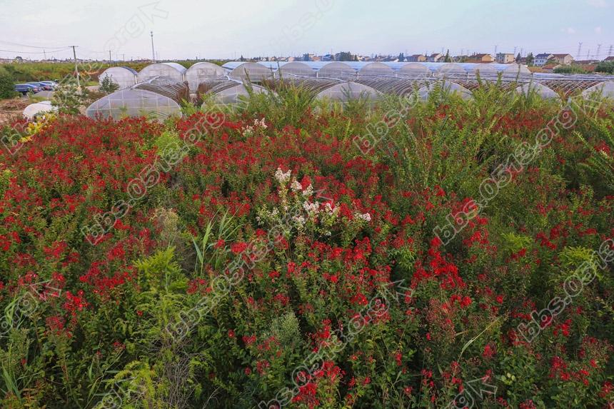 新品紫薇打造美丽乡村 (7).jpg