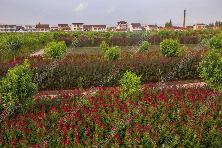 新品紫薇打造美丽乡村 (5).jpg