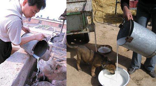 奶业去库存：部分地方用鲜奶喂猪，专家说目前只是临时性饱和