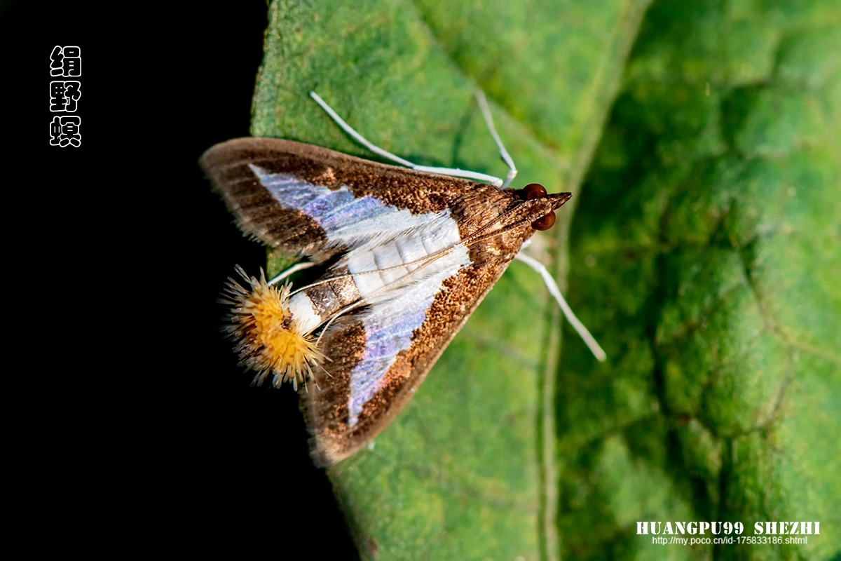 绢野螟.jpg