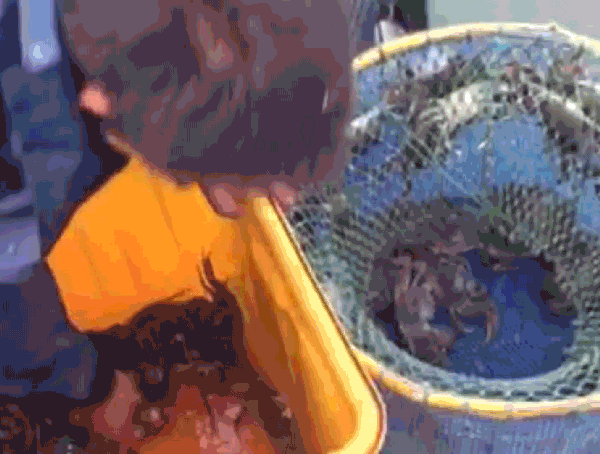 中秋档大闸蟹谈不上肥美？要吃就吃真正的“九雌十雄”