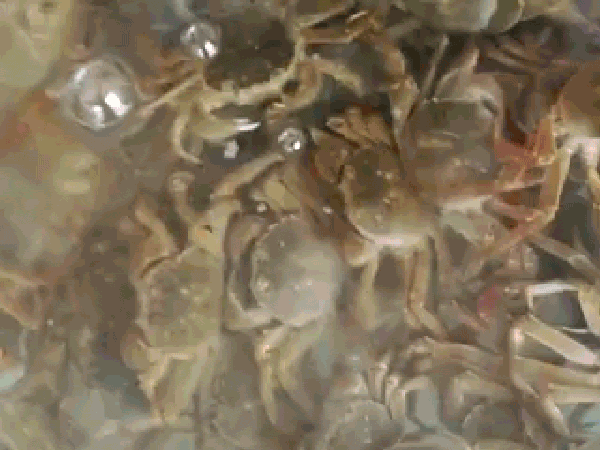 中秋档大闸蟹谈不上肥美？要吃就吃真正的“九雌十雄”