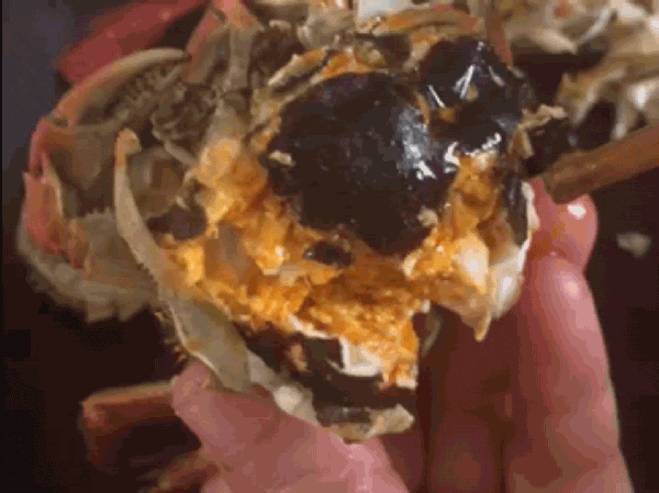 中秋档大闸蟹谈不上肥美？要吃就吃真正的“九雌十雄”