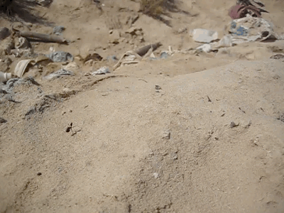 离家多远了？蚂蚁有两种方法知道