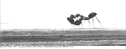 离家多远了？蚂蚁有两种方法知道