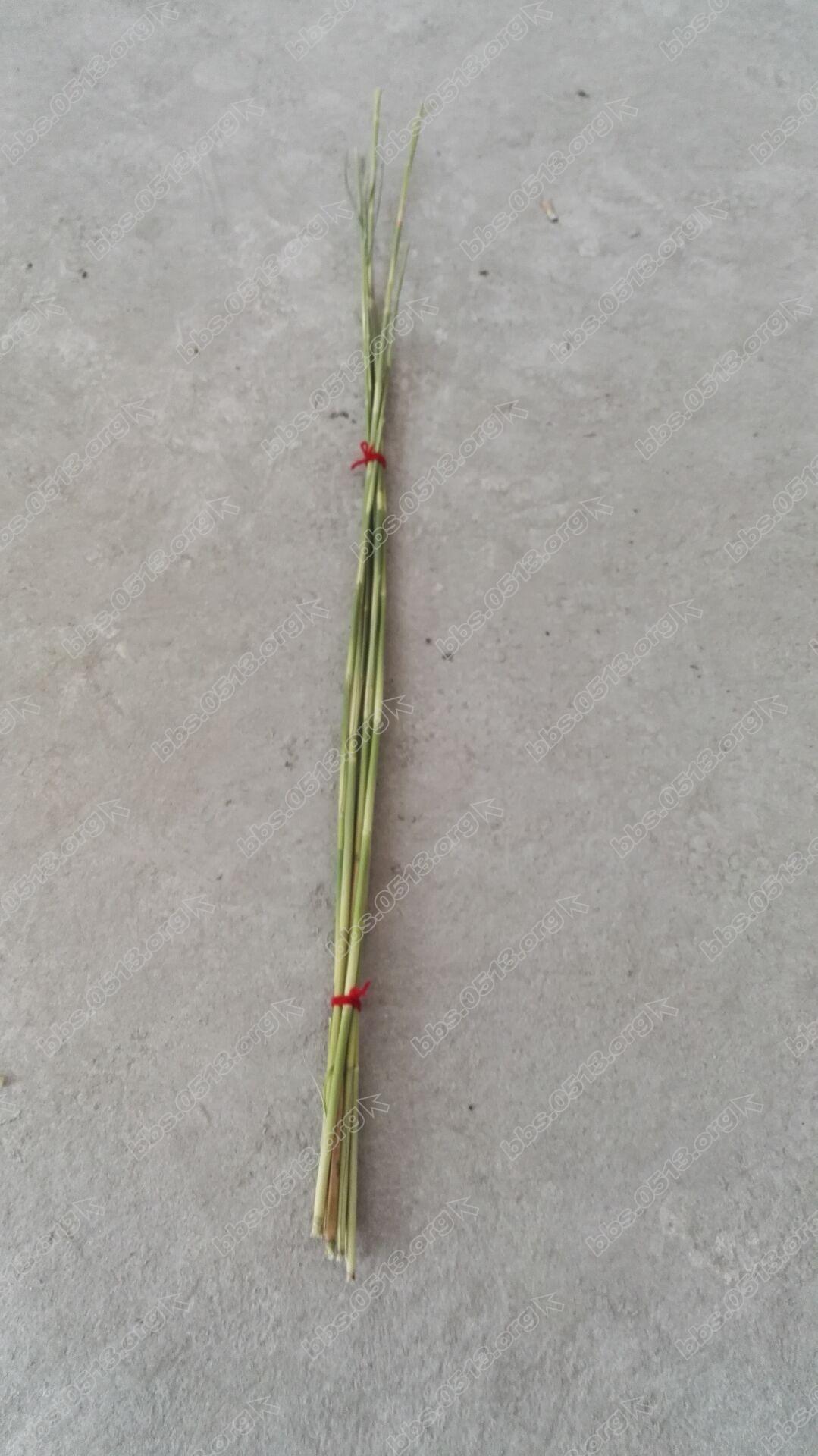 8根芦柴，红绳系紧