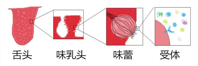 新第六味又出现，这一次是“淀粉味”？