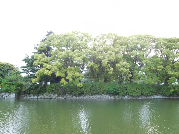 日本小田原城的圈养猴：或为羞辱背信弃义的丰臣秀吉