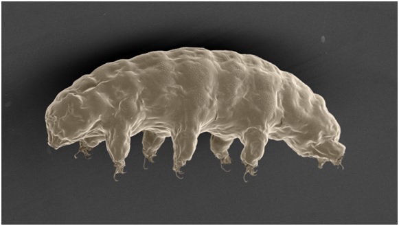 “防辐射”蛋白：水熊虫的生存利器