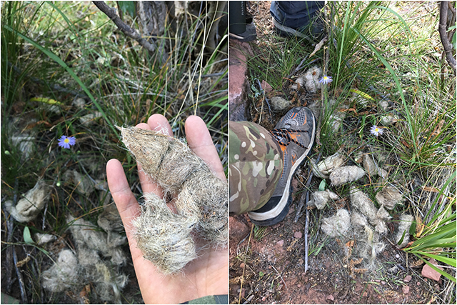 当保护区成为国家公园：人来了，野兽会跑吗？