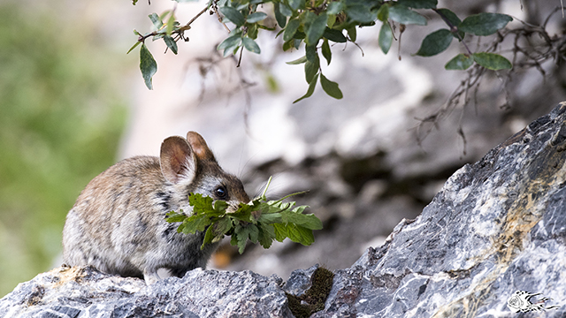 当保护区成为国家公园：人来了，野兽会跑吗？