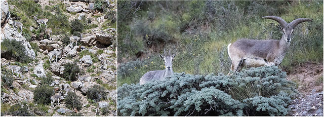 当保护区成为国家公园：人来了，野兽会跑吗？