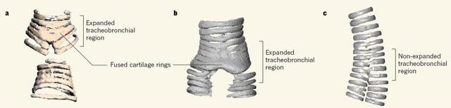 听，来自白垩纪的第一声鸟鸣