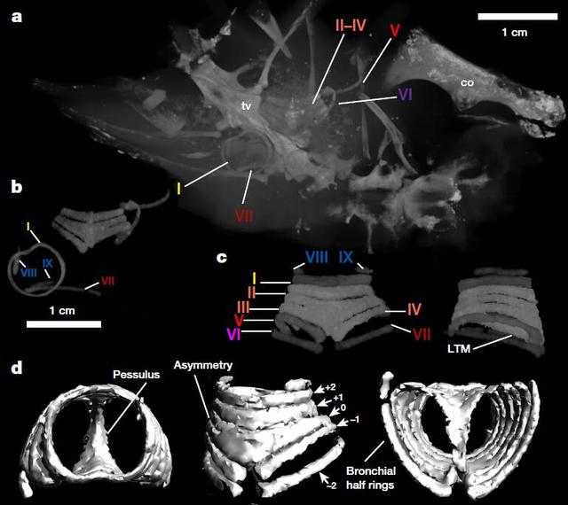 听，来自白垩纪的第一声鸟鸣