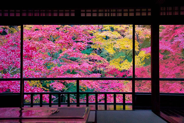 琉璃光院的叶子红了