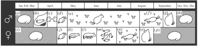给松鼠戴“智能手环”，生物学家所为哪般？