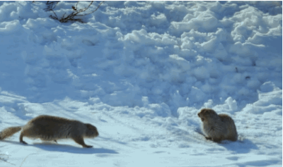 给松鼠戴“智能手环”，生物学家所为哪般？