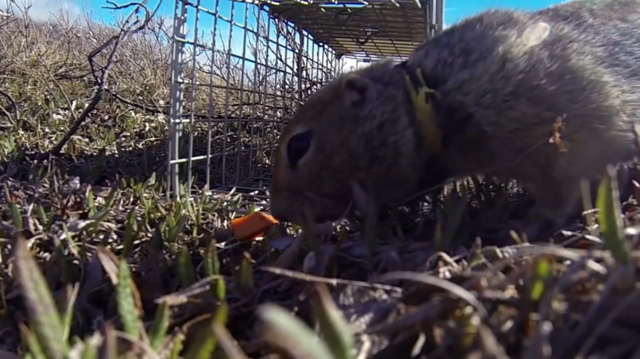 给松鼠戴“智能手环”，生物学家所为哪般？