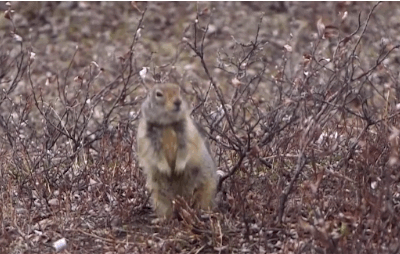 给松鼠戴“智能手环”，生物学家所为哪般？