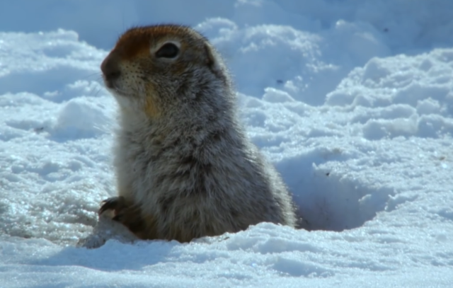 给松鼠戴“智能手环”，生物学家所为哪般？