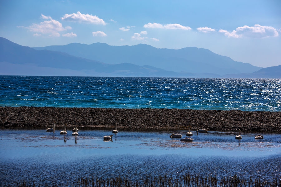 赛里木湖的天鹅