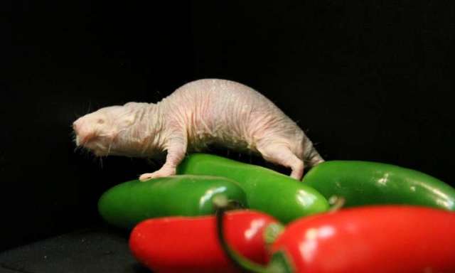 裸滨鼠为什么不怕痛？