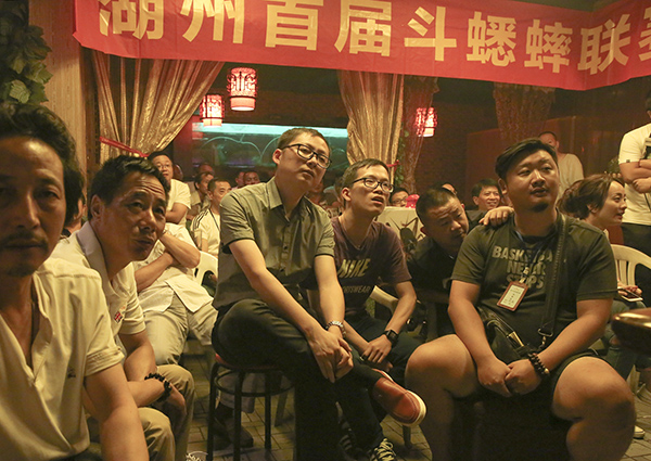 斗蟋蟀的年轻人：比老虫友更专业，挑选、饲养、战术缺一不可