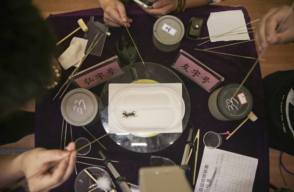 斗蟋蟀的年轻人：比老虫友更专业，挑选、饲养、战术缺一不可