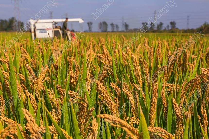 久雨后放睛  南通农场抢收稻谷 (2).jpg