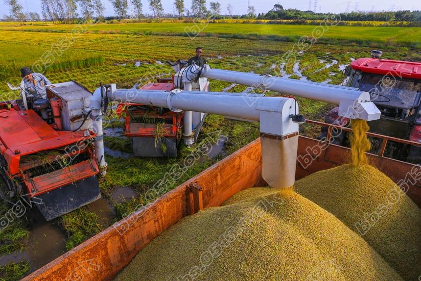 久雨后放睛  南通农场抢收稻谷 (1).jpg