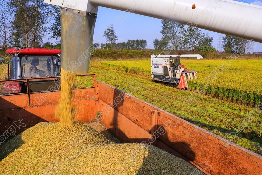 久雨后放睛  南通农场抢收稻谷 (4).jpg