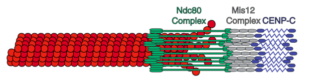 细胞分裂时，将染色体拉向两边的力有多大？