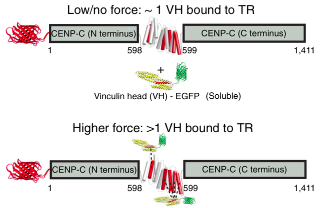 细胞分裂时，将染色体拉向两边的力有多大？