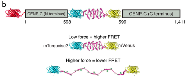 细胞分裂时，将染色体拉向两边的力有多大？