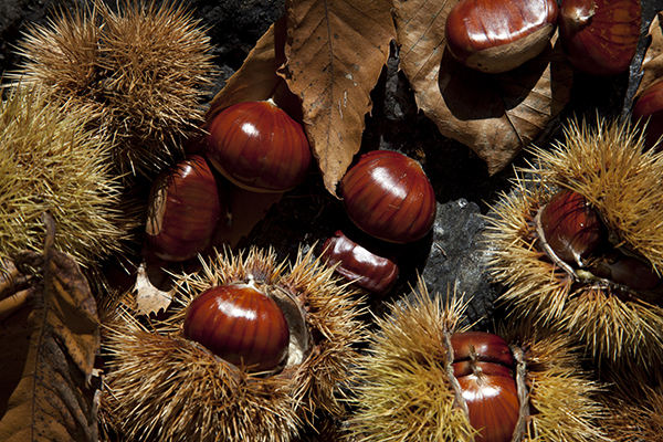 又闻栗子香，做道补胃益气菜