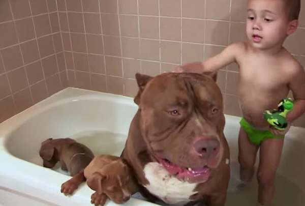 趣看｜世界最大斗牛犬竟是王牌保姆，凶猛外表捍卫内心温柔