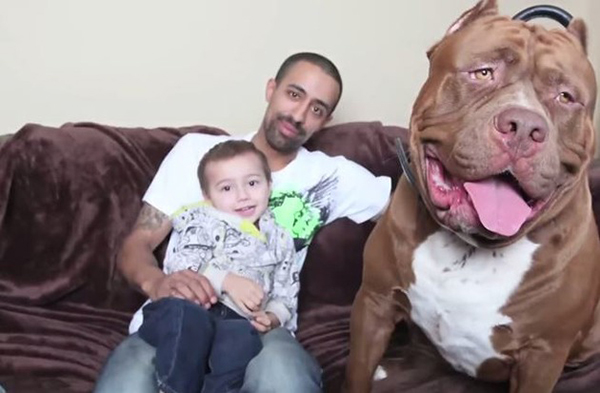 趣看｜世界最大斗牛犬竟是王牌保姆，凶猛外表捍卫内心温柔