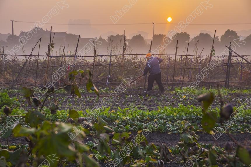 立冬早晨 南通郊区农民忙农事 (1).jpg