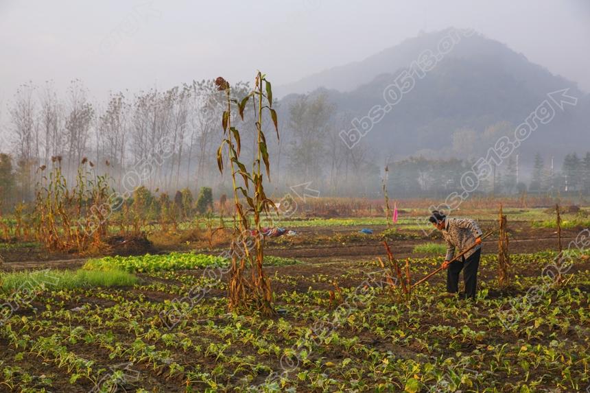 立冬早晨 南通郊区农民忙农事 (2).jpg