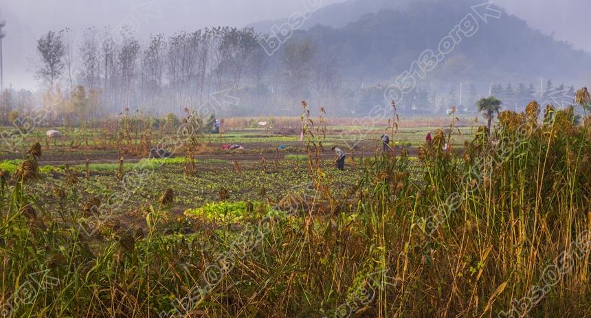 立冬早晨 南通郊区农民忙农事 (3).jpg