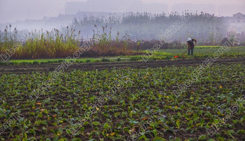 立冬早晨 南通郊区农民忙农事 (4).jpg