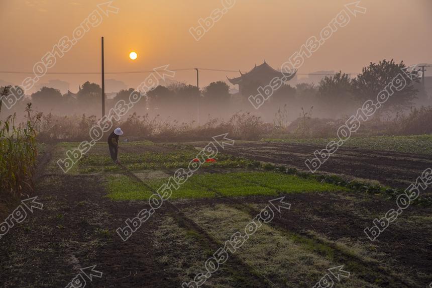 立冬早晨 南通郊区农民忙农事 (5).jpg