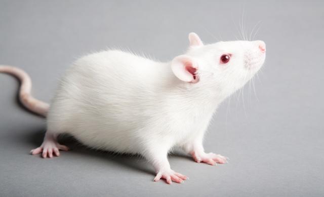 “痛苦的气味”，小鼠闻得到