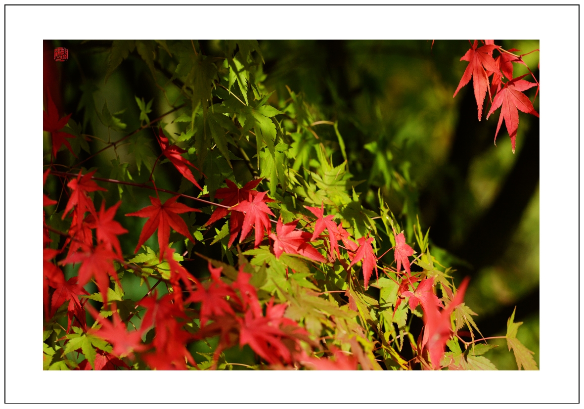 枫叶1.jpg
