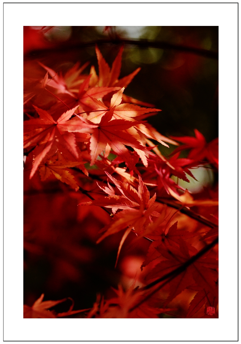 枫叶3.jpg